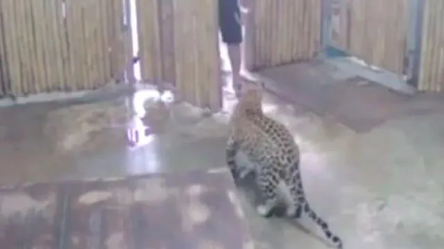 Animal atacó al niño cuando abrieron la puerta. Foto: captura de video.
