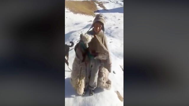 Facebook: niño que arrastra a sus alpacas muertas hace urgente pedido a Martín Vizcarra