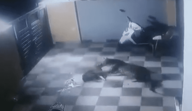 A través de YouTube se hizo viral el momento en que un furioso leopardo ataca ferozmente a un perro.