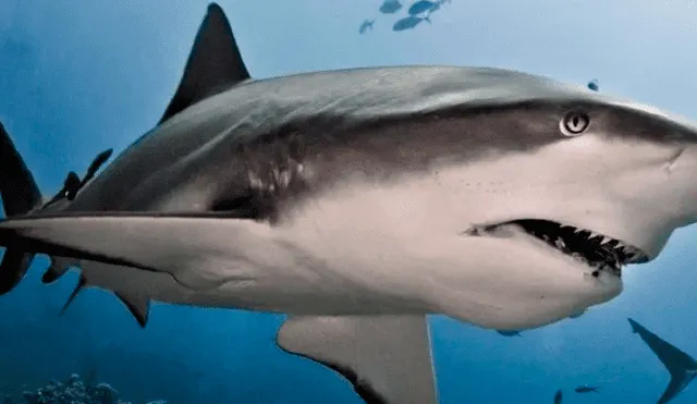 YouTube viral: Abren estómago de tiburón muerto y descubren criaturas vivas [VIDEO] 