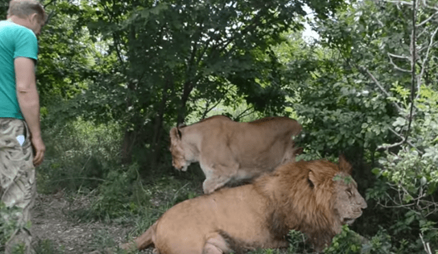 Desliza hacia la izquierda para ver el encuentro de la mujer con dos leones. Imágenes virales de YouTube.