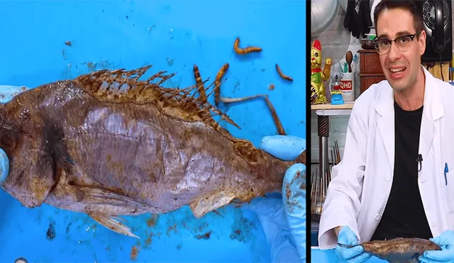 YouTube viral: Arroja pescado a recipiente lleno de gusanos carnívoros y esto sucede [VIDEO]