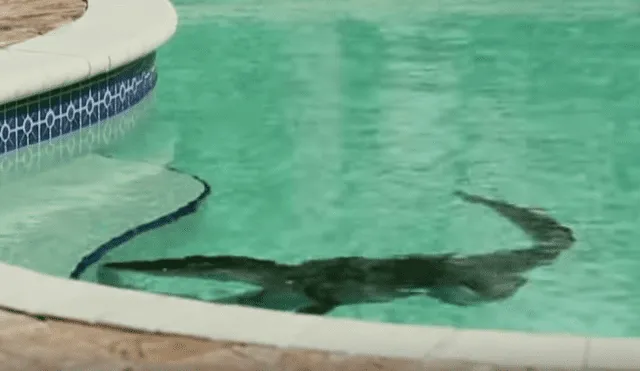 YouTube viral: arriesgado hombre ingresa a piscina de caimán y nada junto al depredador [VIDEO]