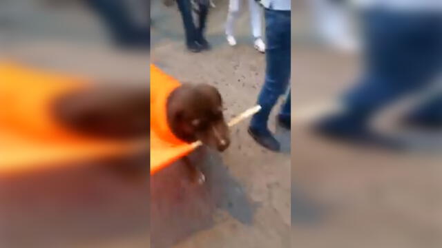Facebook Viral: Miles de risas causó vídeo en el que perro asiste a mitin [VIDEO]