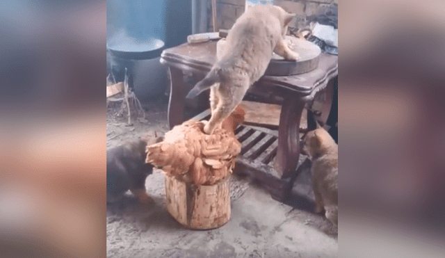 Desliza las imágenes para apreciar la terrible acción de una gallina junto a un perro para quitarle la comida su dueño.