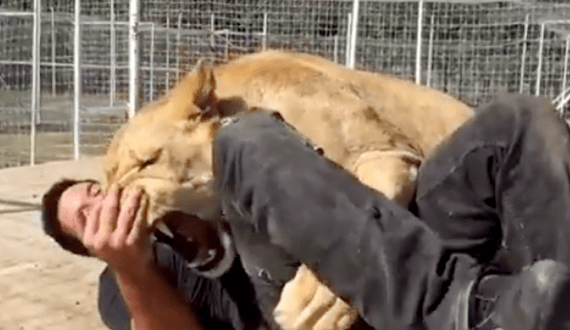 Facebook viral: visitante de zoológico arroja piedra a leona y ella reacciona así [VIDEO]