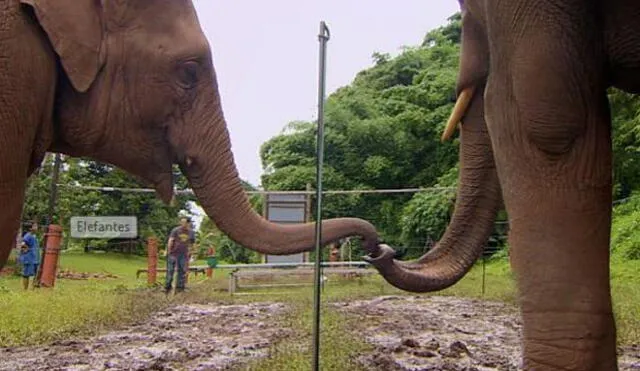YouTube: Desafían a elefantes con curioso experimento de inteligencia [VIDEO]