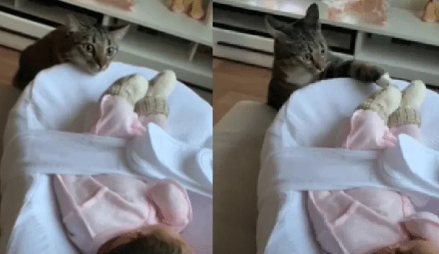 Desliza las imágenes para ver la adorable escena entre la bebé y el gato de su mamá.