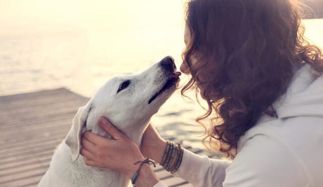 Conoce por qué los perros lamen los pies de sus dueños' [FOTOS]