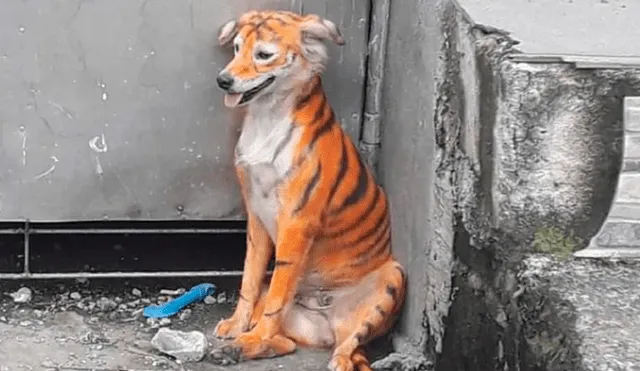 Perrito en Malasia fue pintado como si fuera un tigre por inescrupulosos hombres. Foto: Facebook
