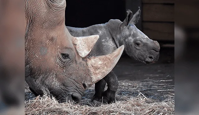Rinoceronte nació en Zoológico de Miami por inseminación artificial