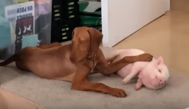 En YouTube, un joven acogió a un indefenso cerdo bebé y no imaginó la reacción de su perro al enterarse de la noticia.