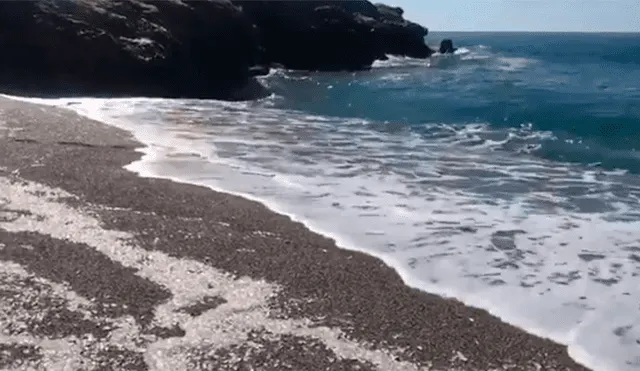 YouTube viral: aparecen extrañas criaturas varadas en playa y su aspecto desconcierta al mundo [VIDEO] 