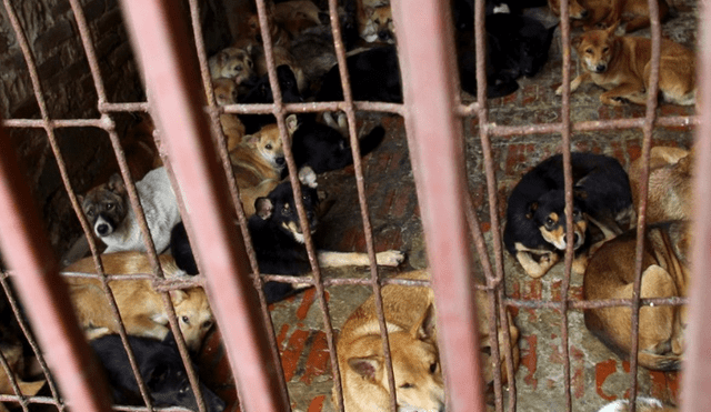 Vietnam pidió a sus ciudadanos que coman menos carne de perro