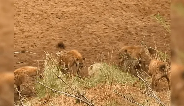 Vía Facebook: manada de hienas ataca a león y este se salva como en la película 'El Rey León' [VIDEO]