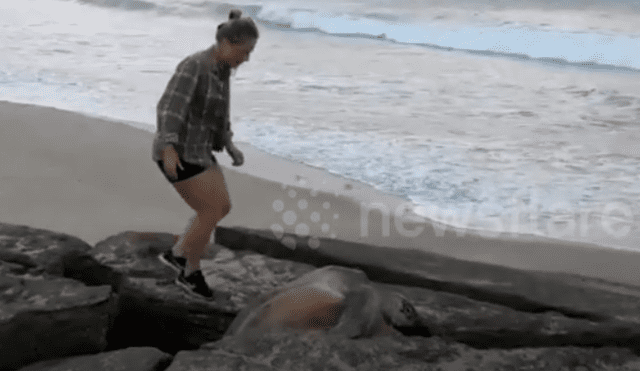 Jóvenes encuentran misteriosa criatura atrapada entre las rocas.