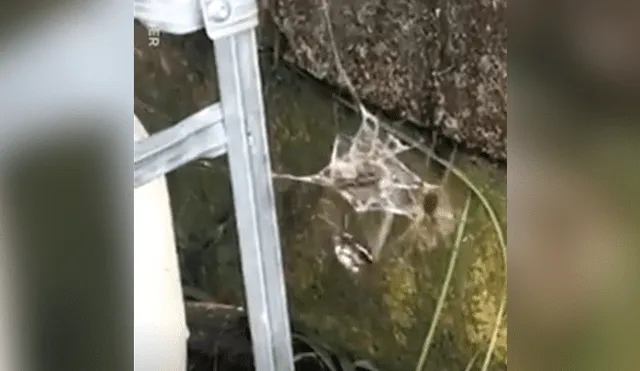 YouTube viral: enorme arácnido 'caníbal' mata en segundos a dos 'arañas lobo' [VIDEO]