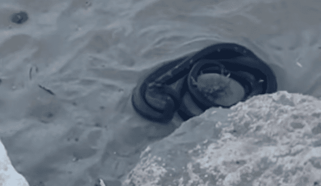 YouTube viral: misteriosas criaturas negras surgen de enormes rocas y aterran a turistas [VIDEO]