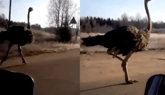 Video de avestruz corriendo se hizo viral en Rusia. Foto: Captura