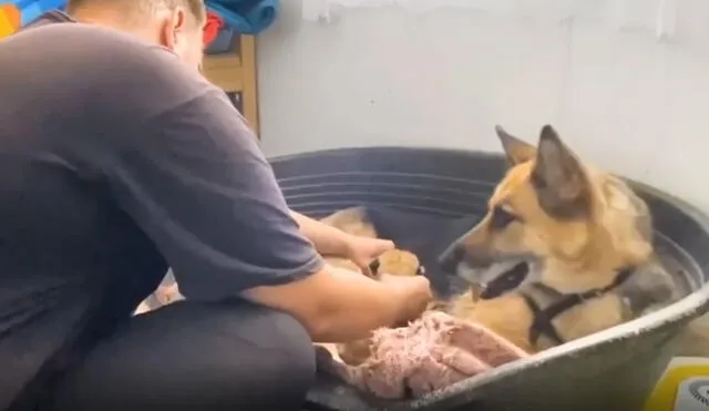 La perrita sorprendió al cuidar a los pequeños leones como si fueran sus propios cachorros. Foto: Instagram