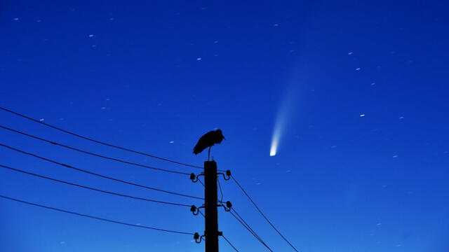 A stork stands on a power lines pillar as the comet C/2020 F3 (NEOWISE) is seen in the sky above the village of Kreva, some 100 km northwest of Minsk, early on July 13, 2020. (Photo by Sergei GAPON / AFP)