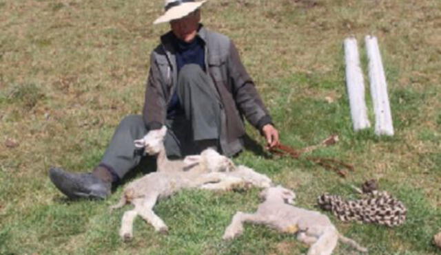 Ganaderos piden ayuda ante muerte de crías de ovejas y alpacas. Foto: Difusión/Andina
