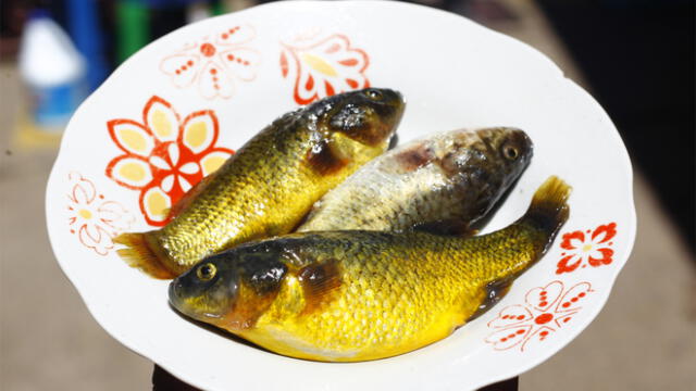 Puno. Carachis, el principal ingrediente de uno de los platos más destacados del altiplano. Foto: Juan Carlos Cisneros
