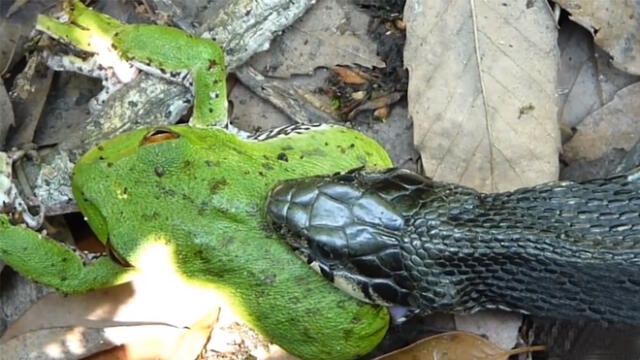 Facebook viral: rana se encuentra con una serpiente y tiene triste final [VIDEO]