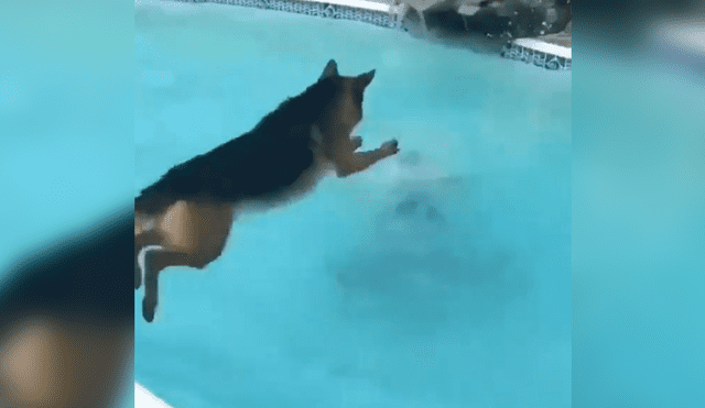Facebook viral: perro se lanza a piscina para salvar a su dueña que se estaba ahogando [VIDEO]