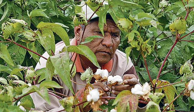 Dirección de Agricultura pide no sembrar algodón a comienzos del 2018 por plagas