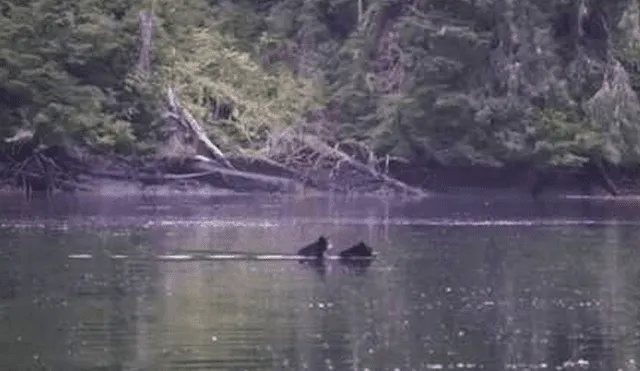 Video es viral en YouTube. La mamá oso debía cruzar un caudaloso río y como no podía dejar a su cría, decidió llevarla en su espalda. Foto: Captura.