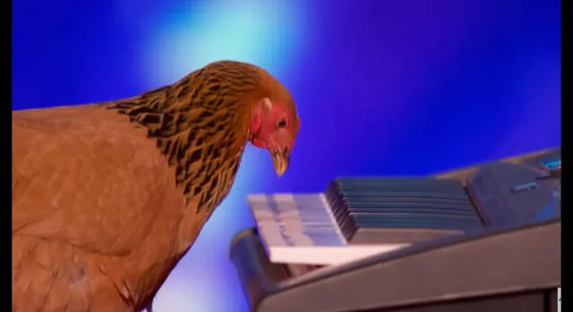 Asombro en YouTube por gallina que toca el piano [VIDEO]