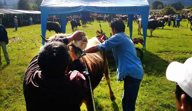 Municipalidad de Cajabamba inicia campaña de desparasitación para ganado vacuno y ovino