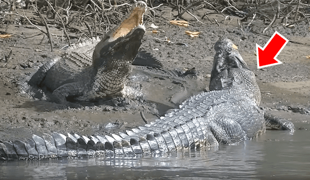 Gigantesco cocodrilo busca a hembra para aparearse, sin imaginar que esta lo atacaría sin piedad [VIDEO]