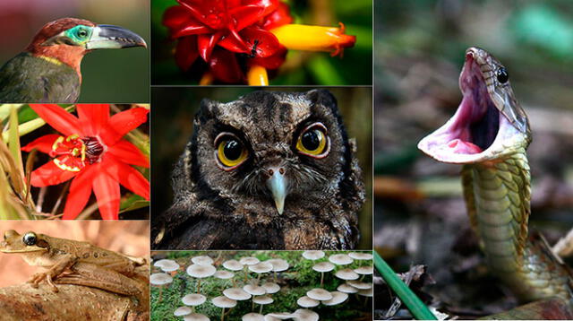 El Programa de Monitoreo de Biodiversidad (PMB) se creó desde el 2005 en Camisea.