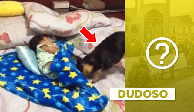 Facebook viral: perro protege a bebé del frío y lo abriga con una frazada [VIDEO]