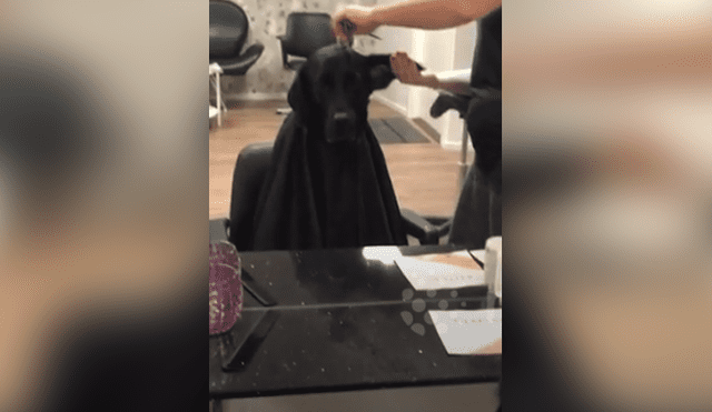 Desliza hacia la izquierda para ver la reacción de un perro cuando cortaban sus pelos. Video viral de YouTube.
