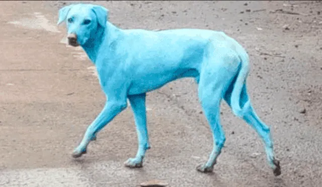 Revelan la verdad detrás de la aparición de perros azules en India