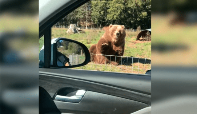 Esposos estaban visitando un parque de animales salvajes cuando se acercaron a saludar a un oso, sin presagiar la intempestiva respuesta de este