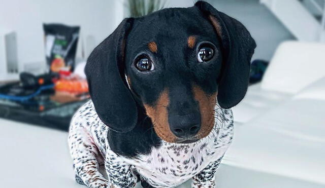 Moo, el perro salchicha que roba corazones en las redes sociales. Foto: Instagram