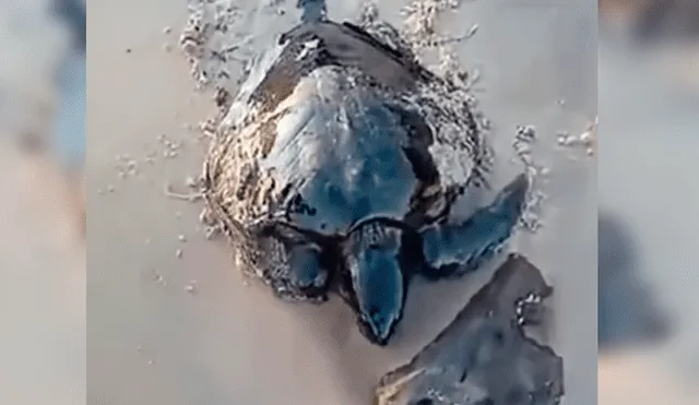 En YouTube, unos hombres caminaban por la playa y encontraron a unas indefensas tortugas que estaban llenas de petróleo.