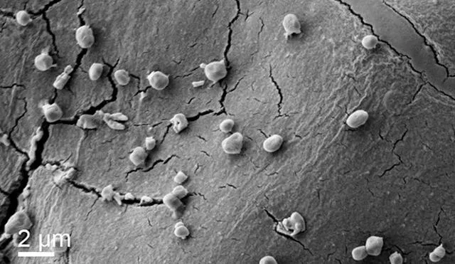 Los científicos comprobaron que los Metallosphaera sedula se beneficiaban más de los metales en el meteorito que de los minerales de la Tierra. Imagen: Scientific Reports.