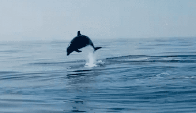 Vía Facebook. Pescadores quedaron maravillados con el singular agradecimiento de la mamá delfín luego de que liberaran a su cría atrapada en red de pesca