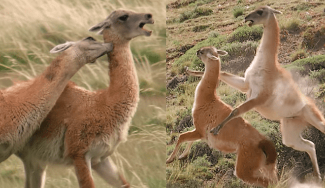 YouTube Viral: No te pierdas la épica batalla de de estos camélidos en la Patagonia [VIDEO] 