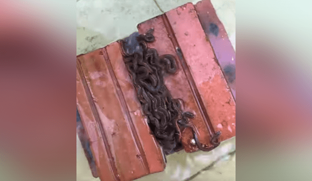 Un hombre grabó en un video viral de YouTube el terrorífico hallazgo de un nido de serpiente, sin imaginar que al mover un ladrillo se toparía con cientos de crías.