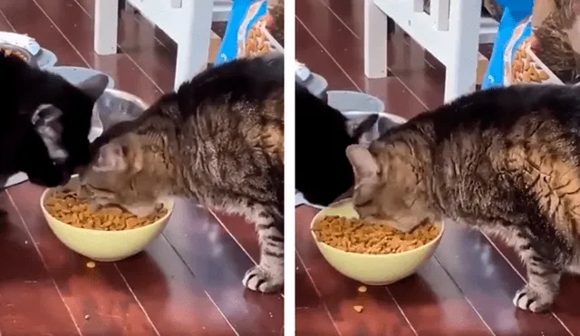 Desliza las imágenes para observa el comportamiento de un gato para impedir que su ‘amigo’ le quite su comida. Foto: Captura.