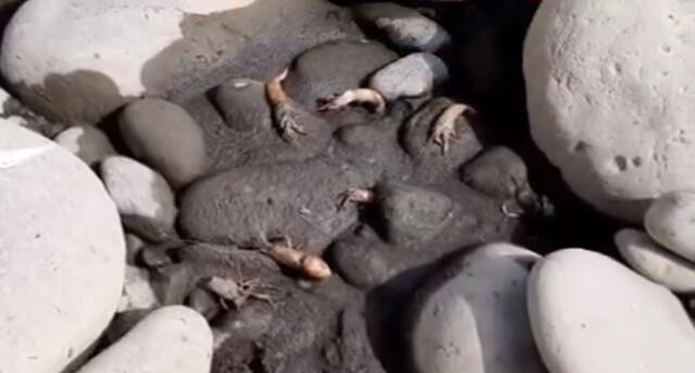 Varios camarones fueron encontrados muertos en las orillas del río Tambo.