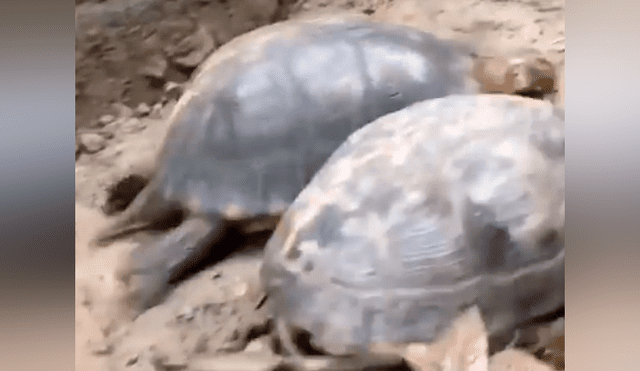 Tortuga intenta pelear con su compañero, pero solo recibe su duro desprecio [VIDEO]