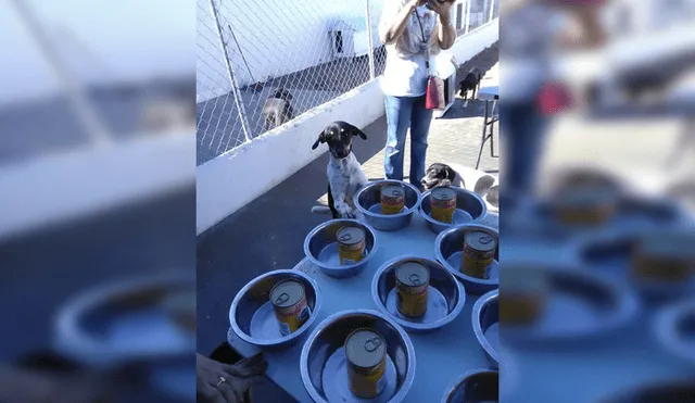 En Facebook, un grupo de voluntarios se organizaron para festejar Navidad junto a perros callejeros.