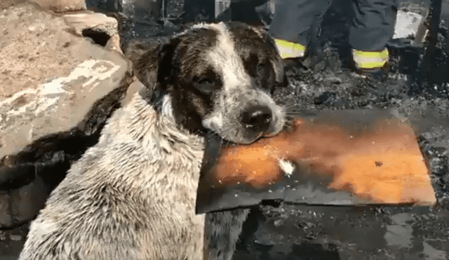 El perro se acercó al lugar donde trabajaban los bomberos para apagar las llamas que consumieron su refugio. (Foto: Twitter)